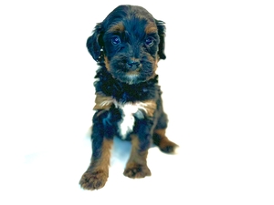 Cheyenne's Tri Female #2 Reserved for Cameron P. From Iowa