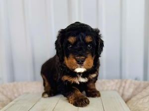 Willow's Tri Male #1- RESERVED