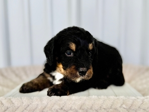 Willow's Tri Male #2- RESERVED