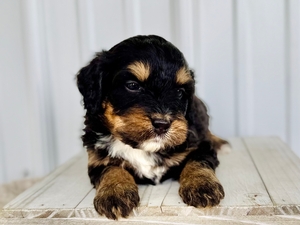 Willow's Tri Female #3