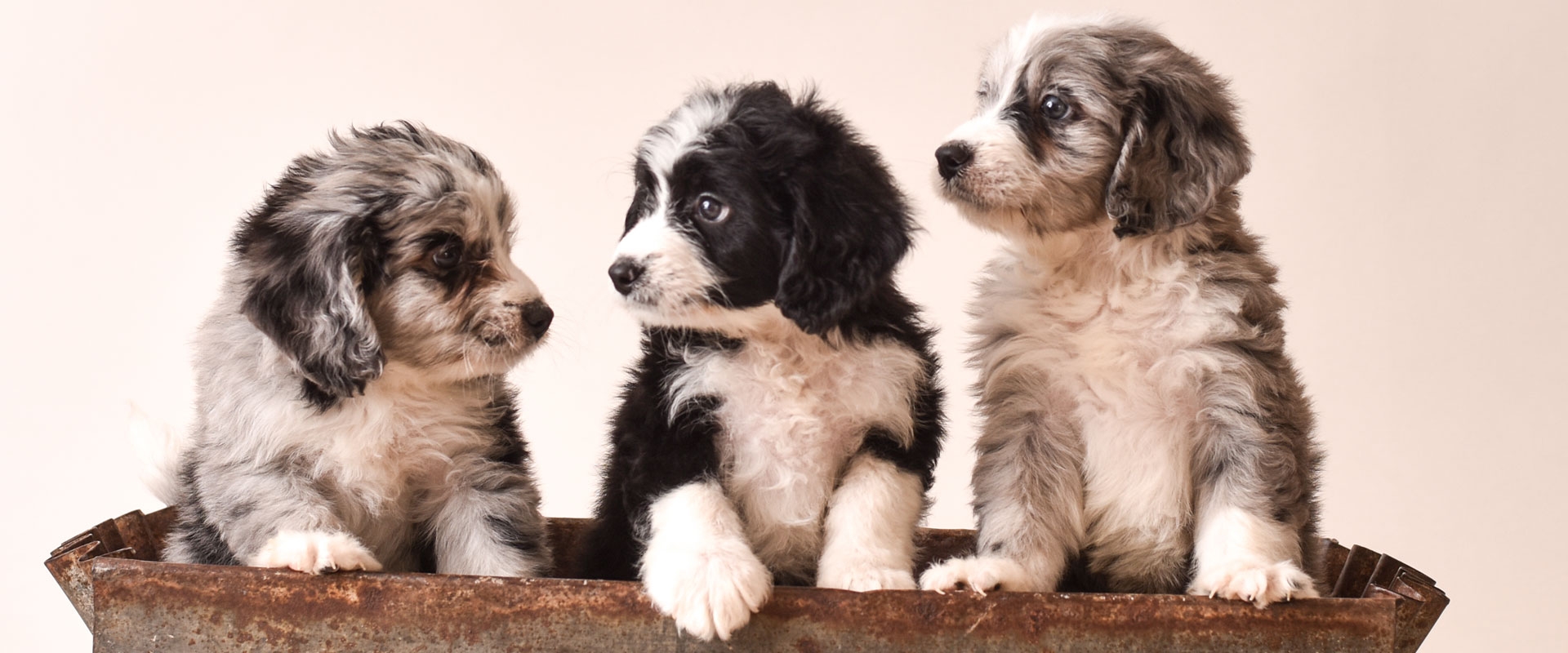 mini bernedoodle breeders midwest