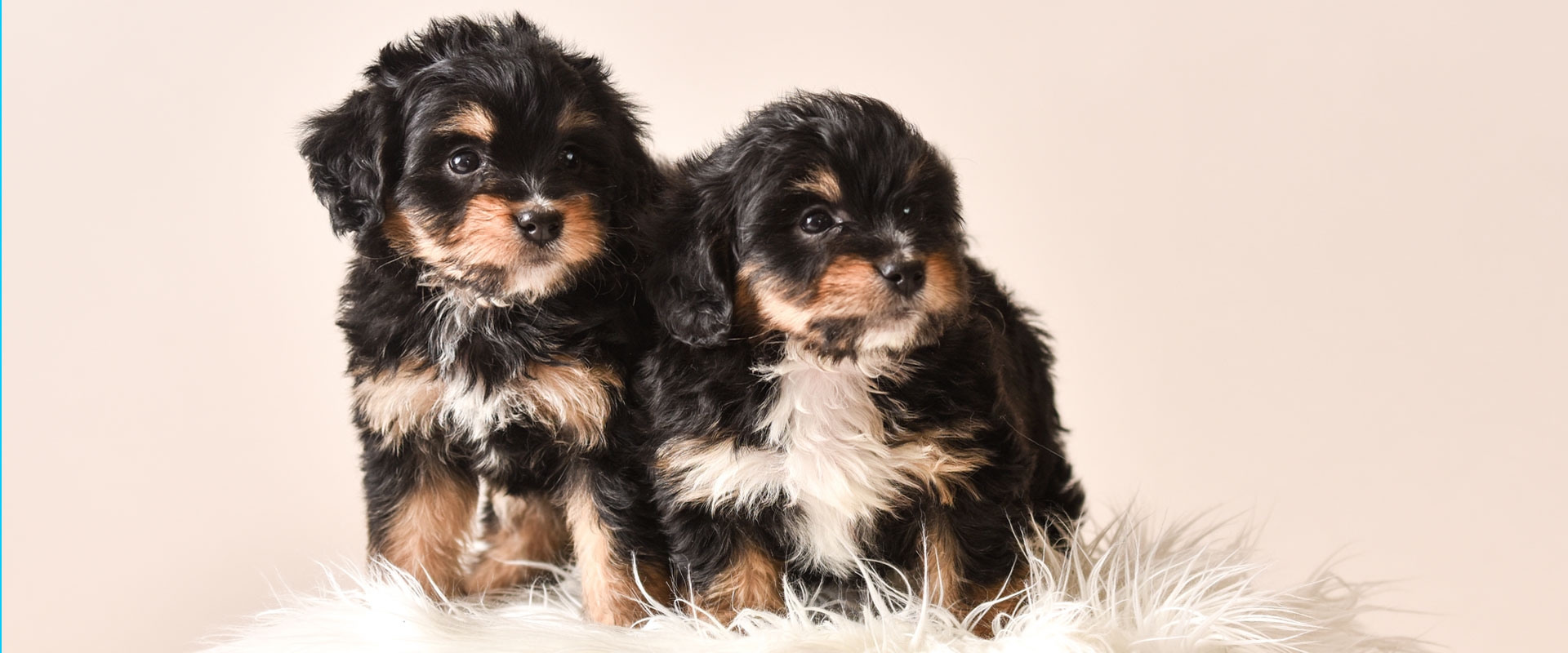 bernedoodle puppies midwest