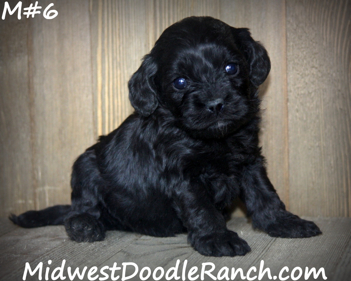 Midwest Doodle Ranch Past Cockapoo Puppies Photo Gallery
