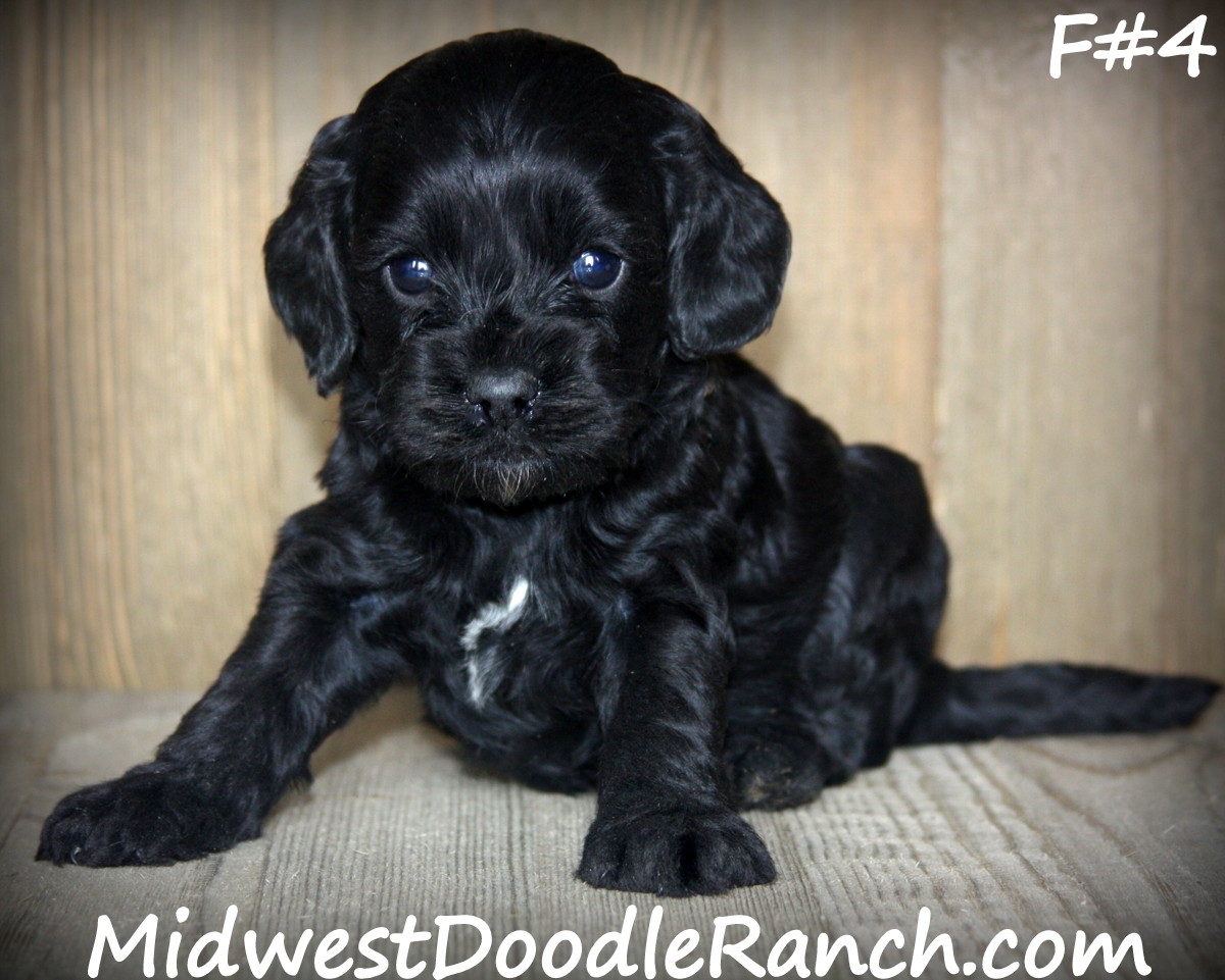 Midwest Doodle Ranch Past Cockapoo Puppies Photo Gallery