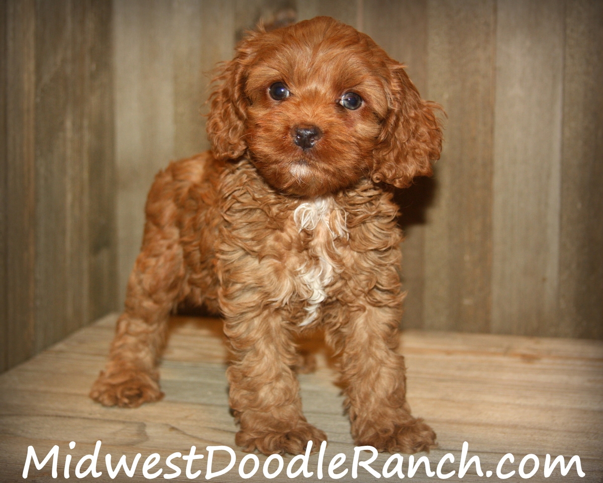 small cockapoo puppies for sale