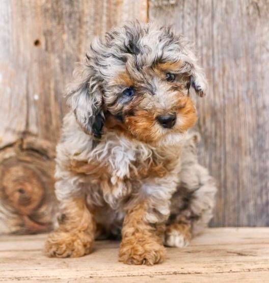 Available Mini Poodle Puppies