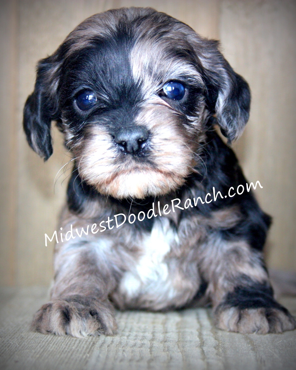 Midwest Doodle Ranch Past Cockapoo Puppies Photo Gallery