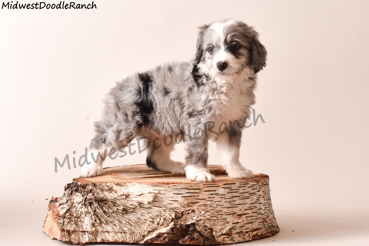 mini bernedoodle puppies