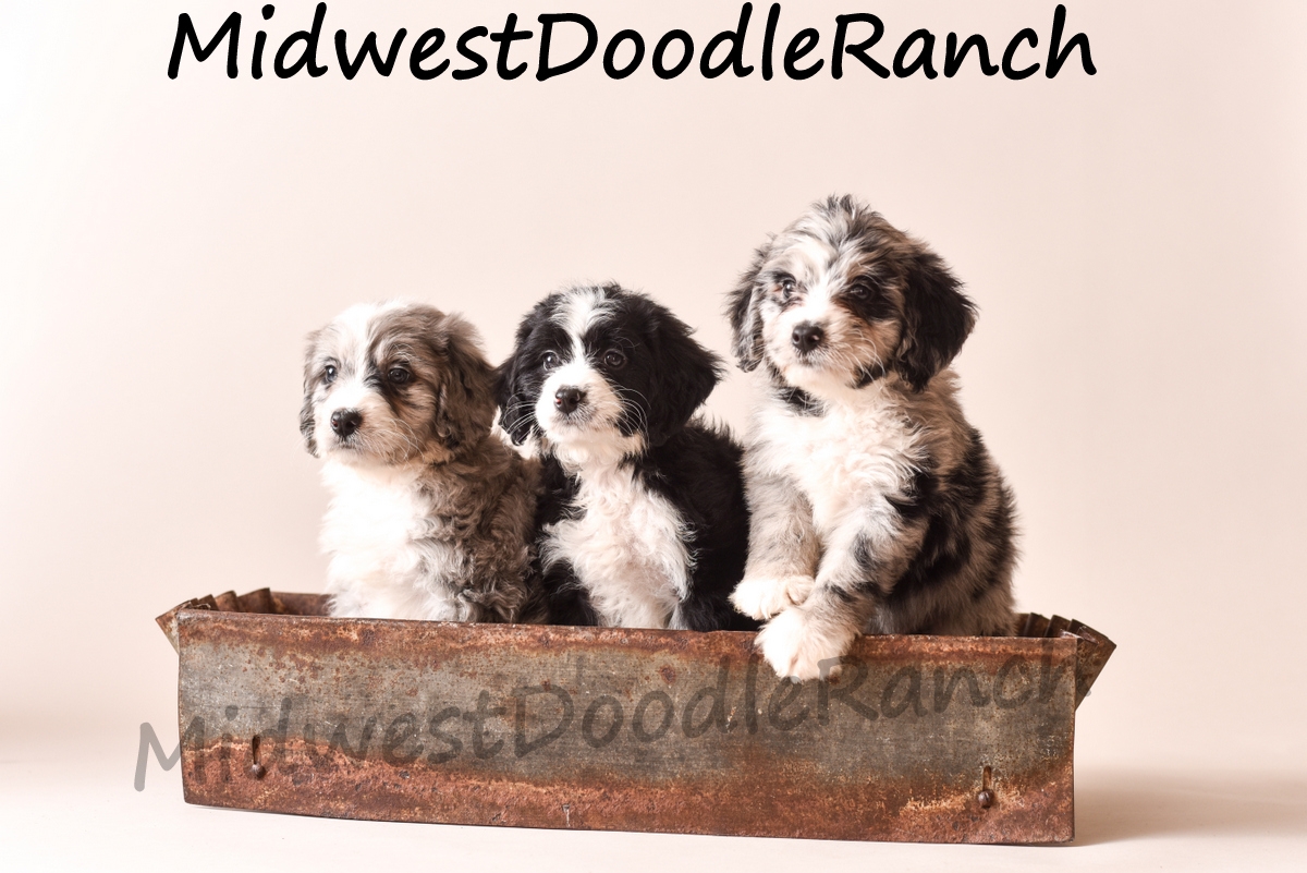 mini bernedoodle breeders midwest