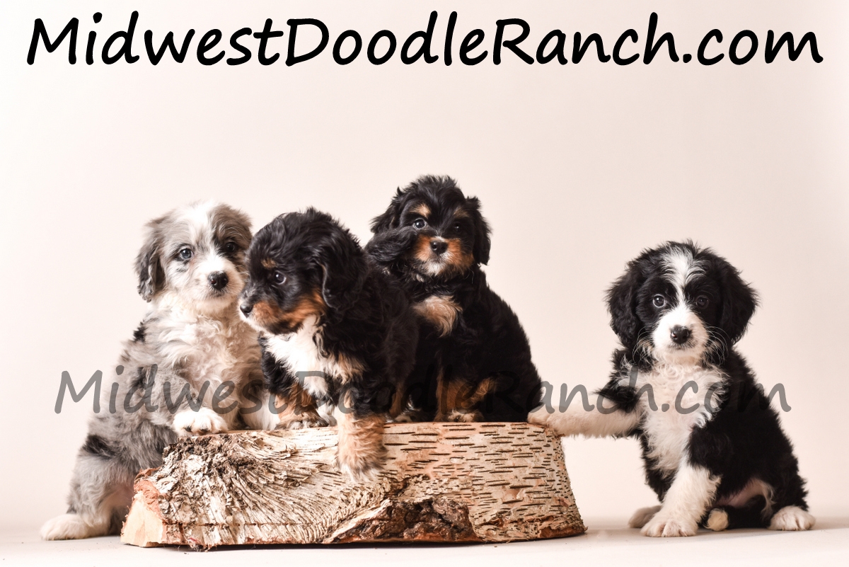 mini bernedoodle breeders midwest