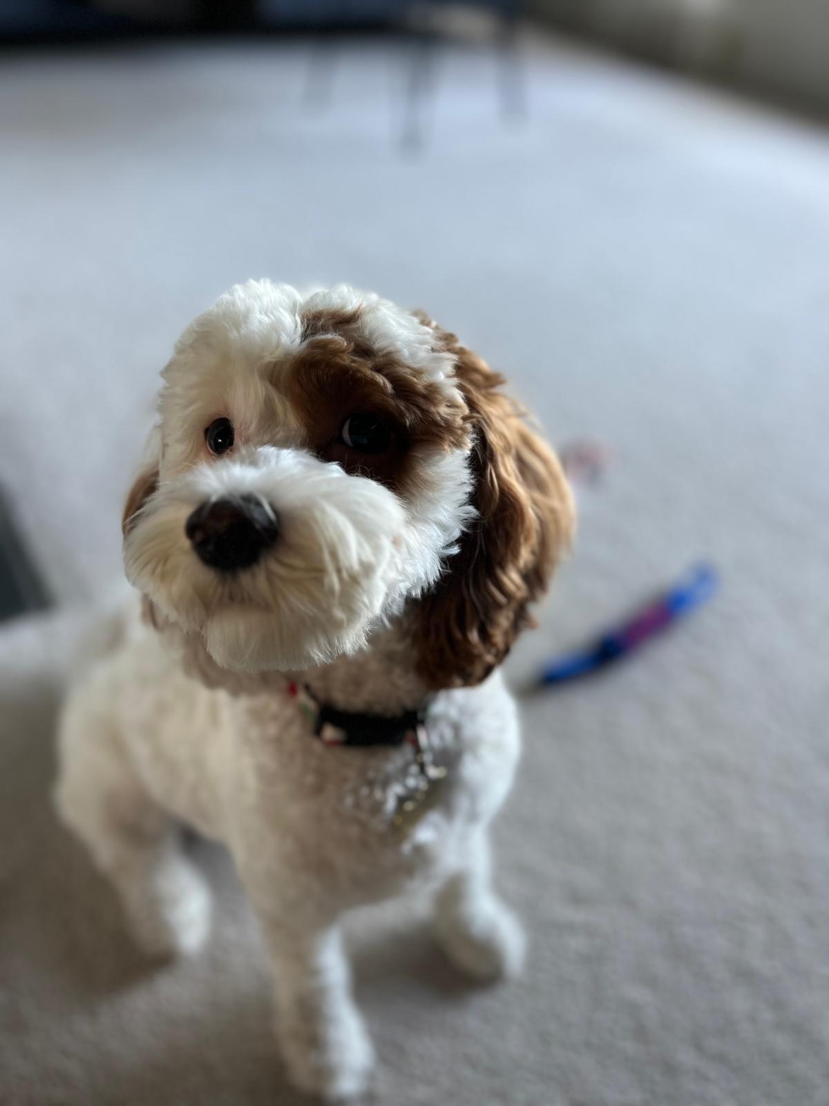 Abbie T from Lincoln, Nebraska